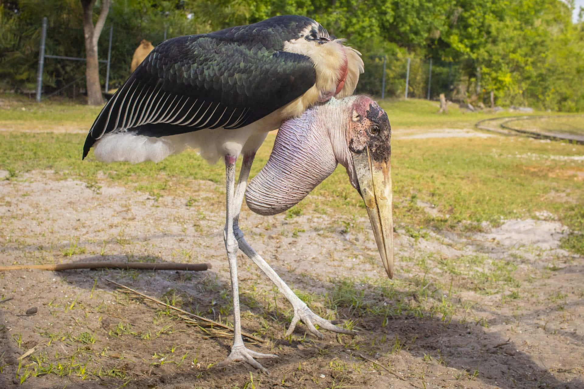Marabou Stork Standing Outdoors Wallpaper
