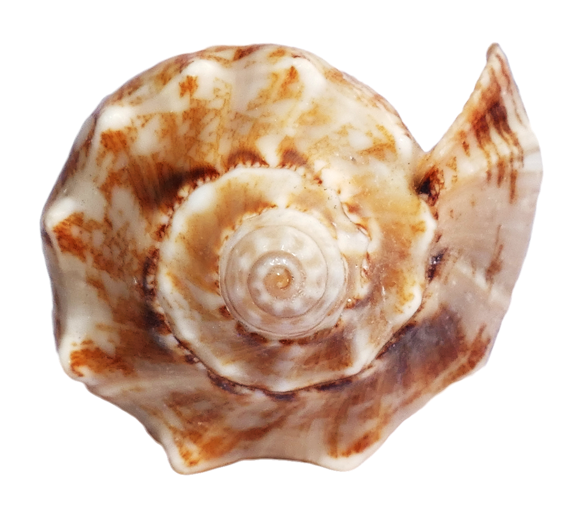 Marbled Sea Shell PNG