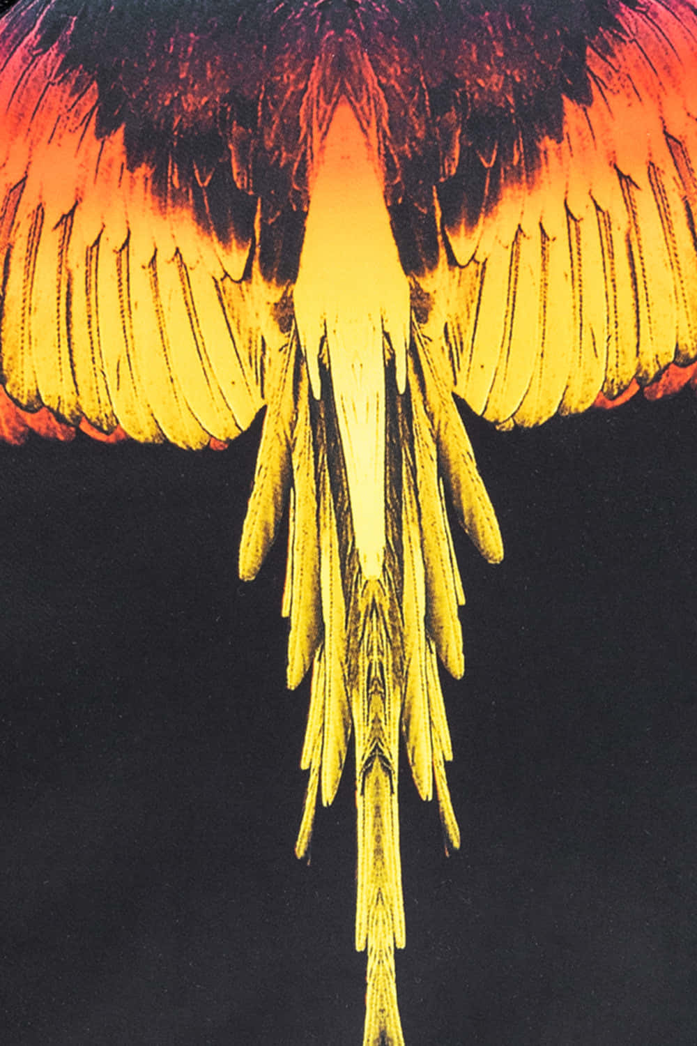 Marceloburlon Phoenix Wings: Alas De Fénix De Marcelo Burlon. Fondo de pantalla