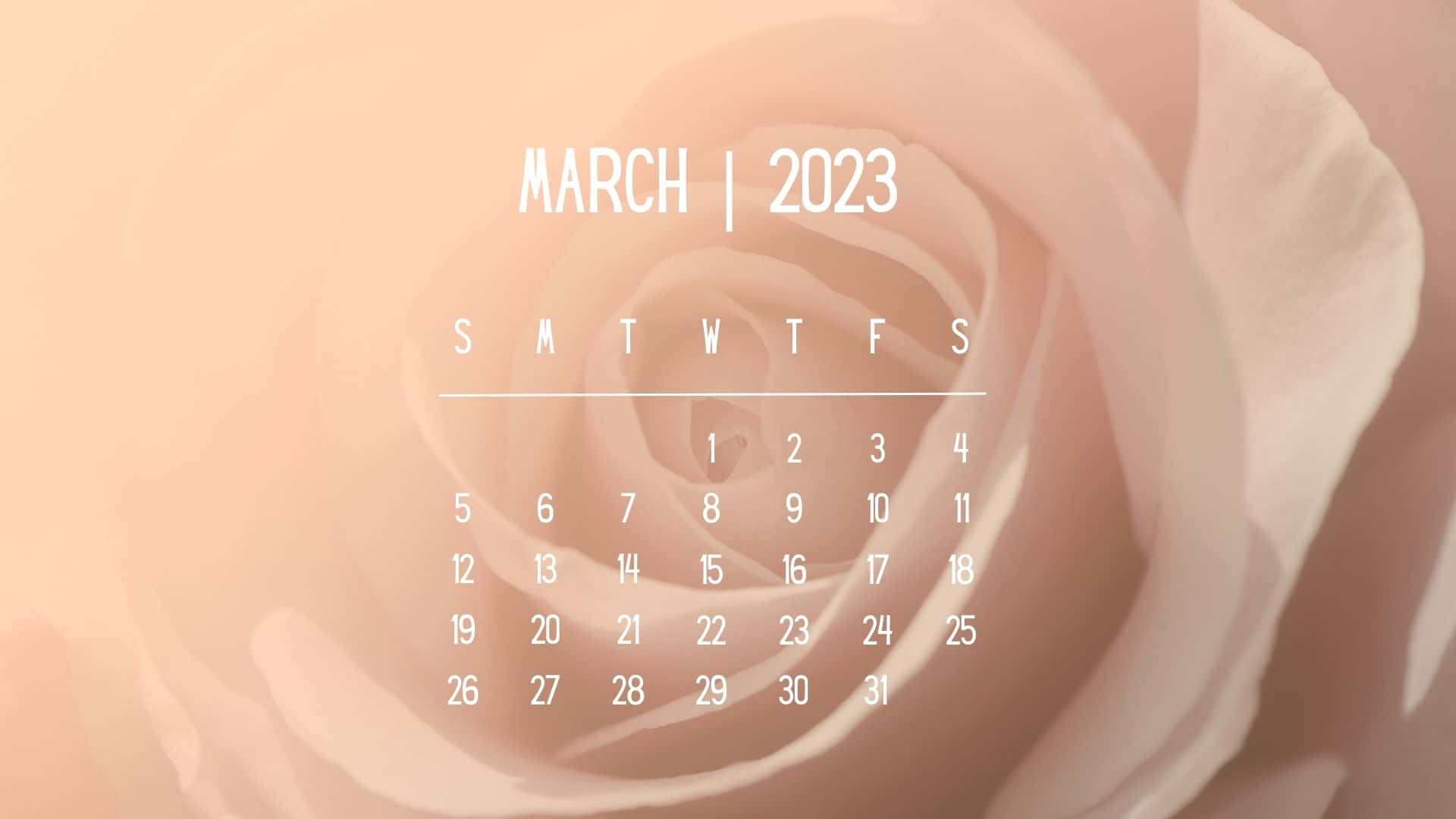 A Pink Rose With The Words March 2020 Wallpaper