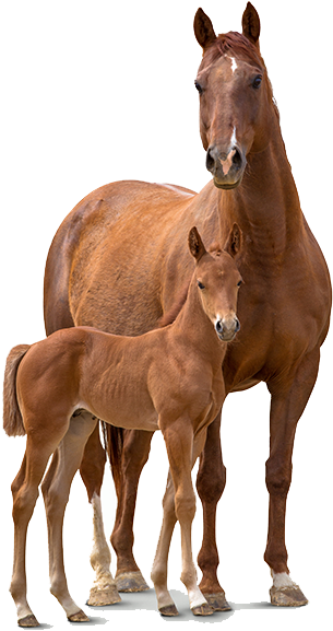 Mare_and_ Foal_ Bonding PNG