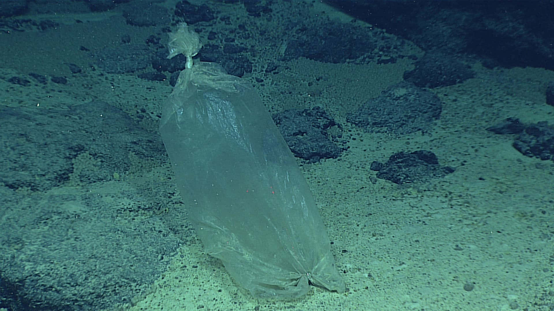 A Plastic Bag Is Sitting On The Bottom Of The Ocean