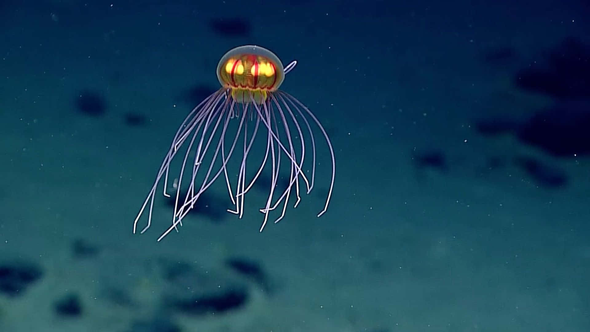 A Jellyfish With A Glowing Head And Tail