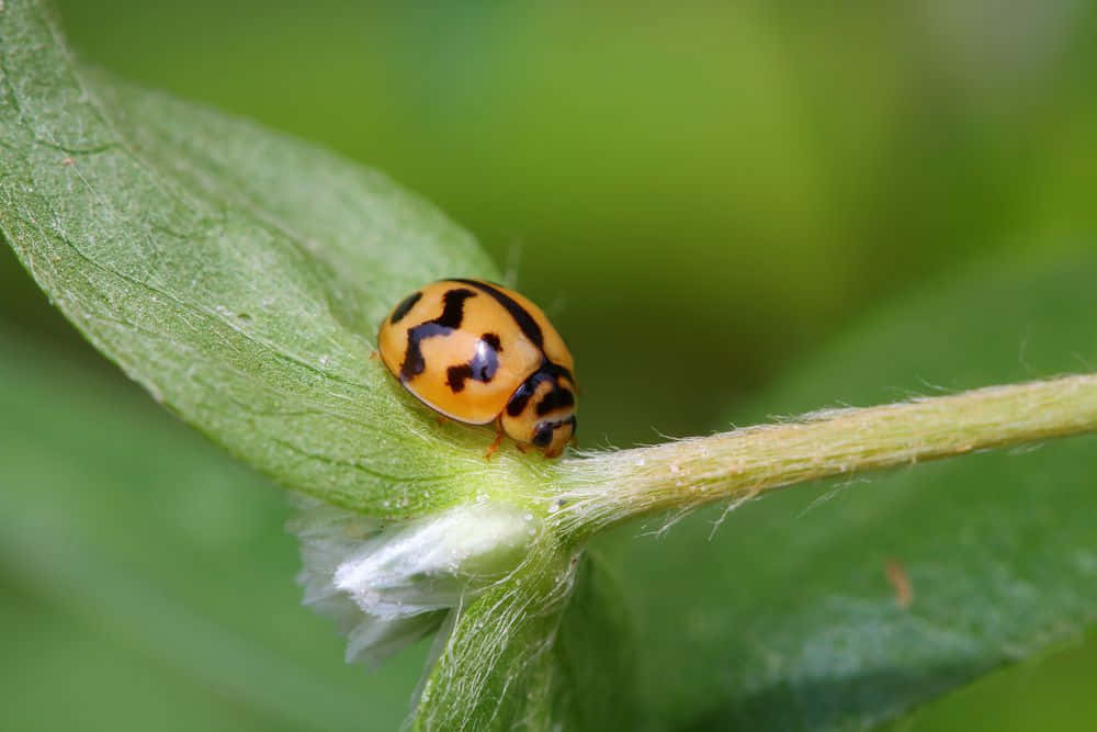 Ladybug billeder på en lyseblå baggrund