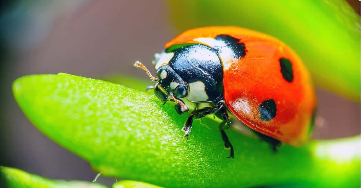 billeder af ladybugs på en lilla baggrund