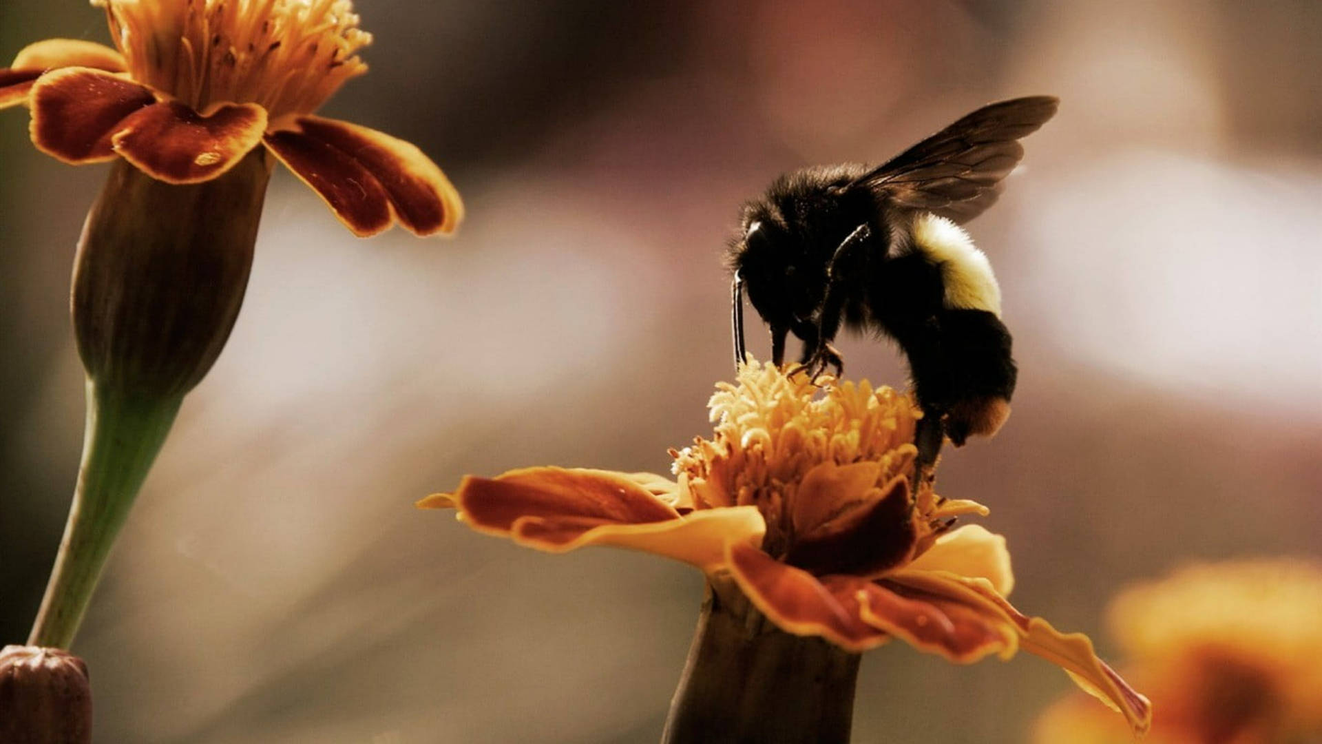 Marigold And Honey Bee Wallpaper