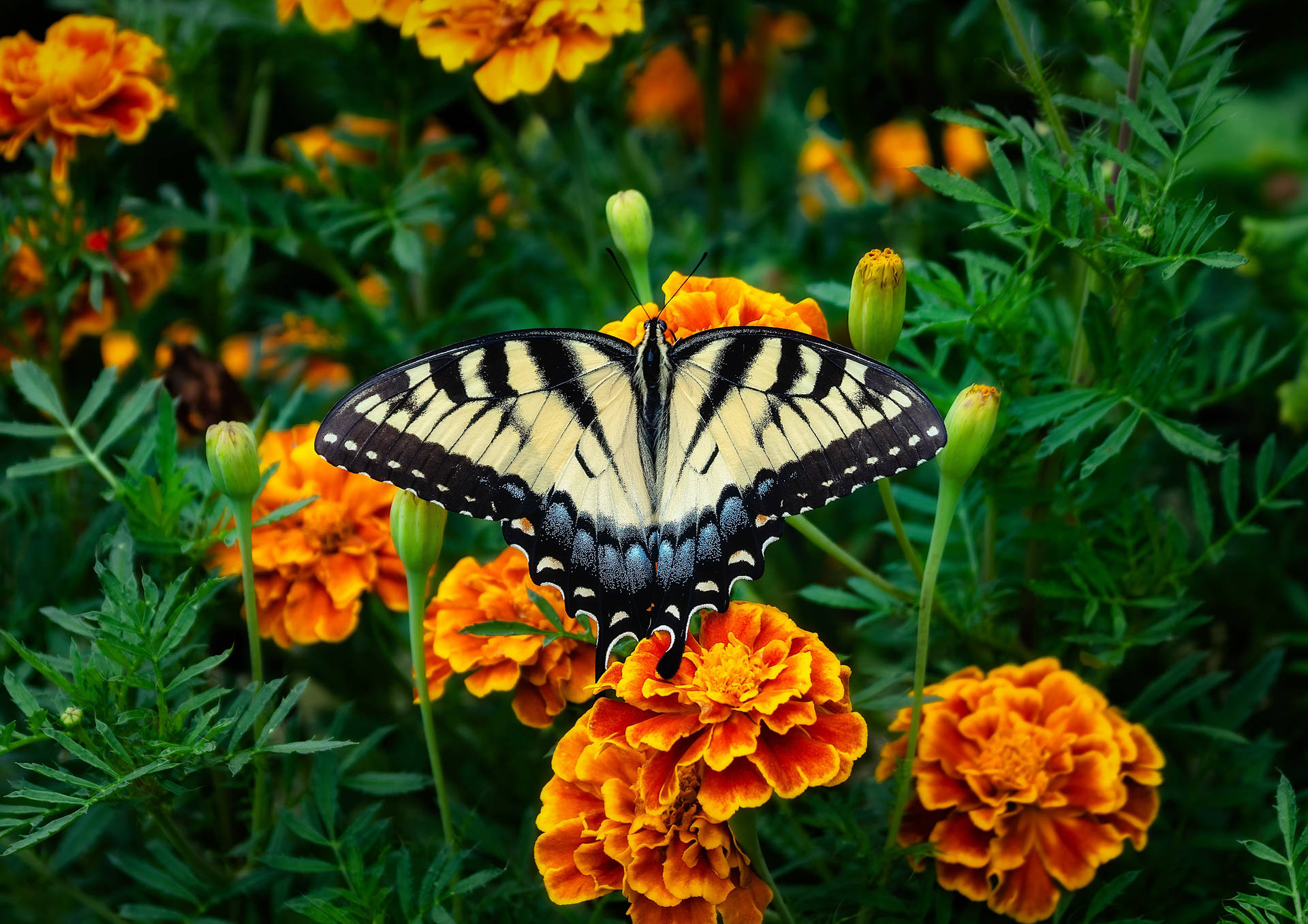 Marigold Black And White Butterfly Wallpaper