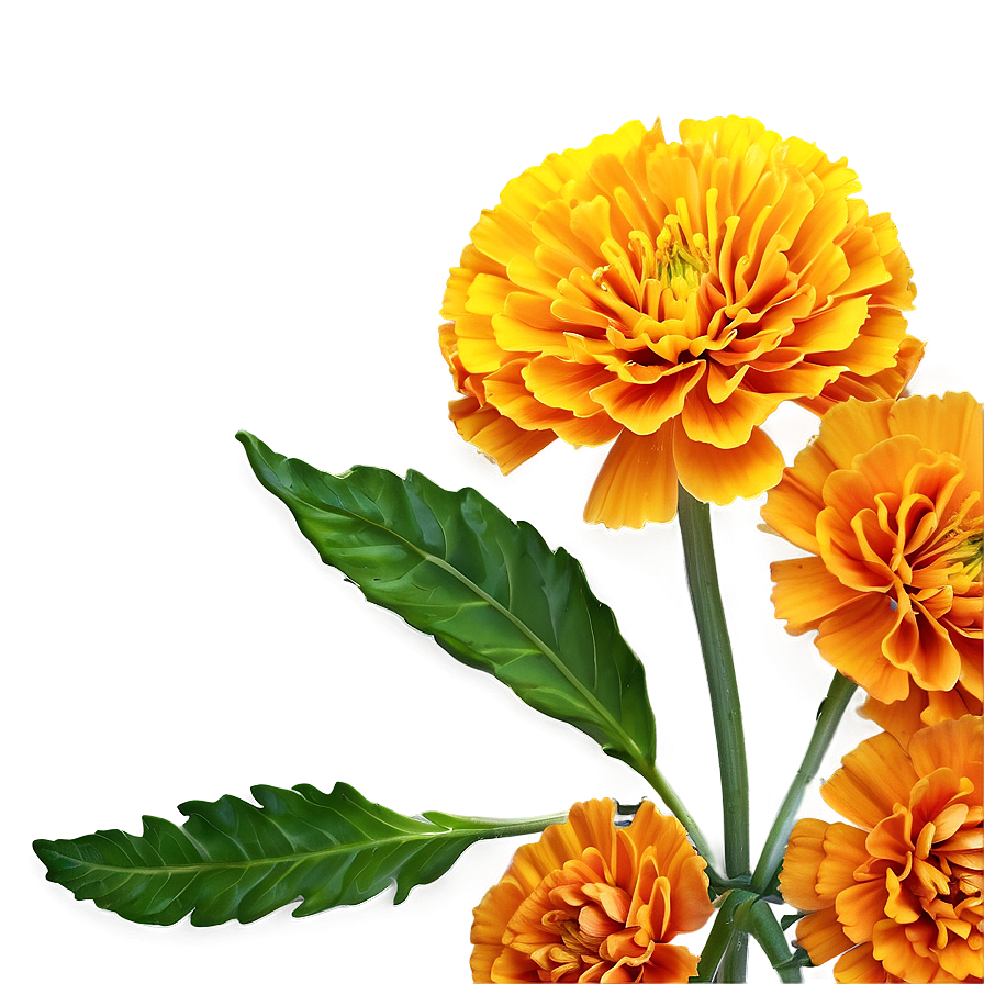 Marigold Close-up Png Cwb PNG