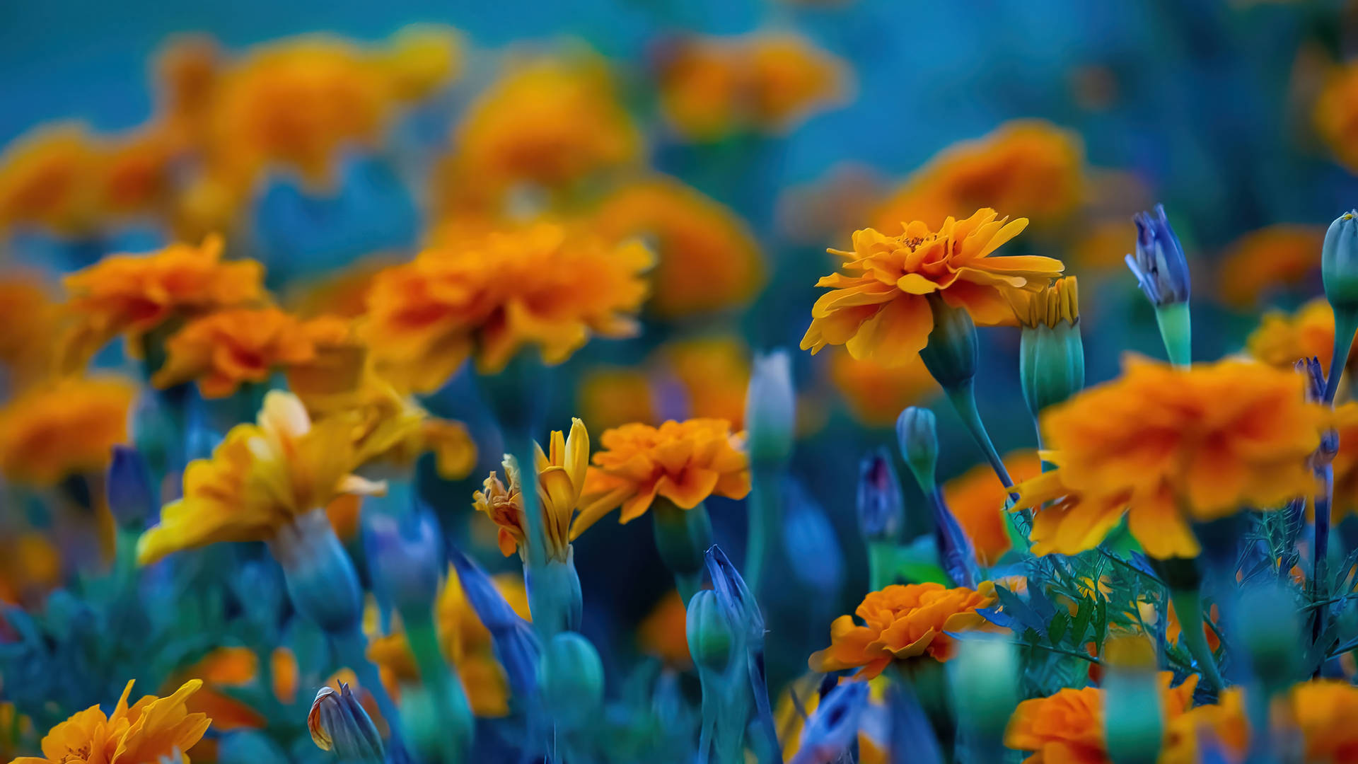 Marigold Field Full Screen 4K Flowers Wallpaper