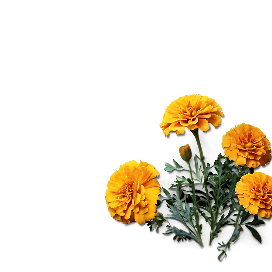 Download Marigold Floral Arrangement Png 41 | Wallpapers.com