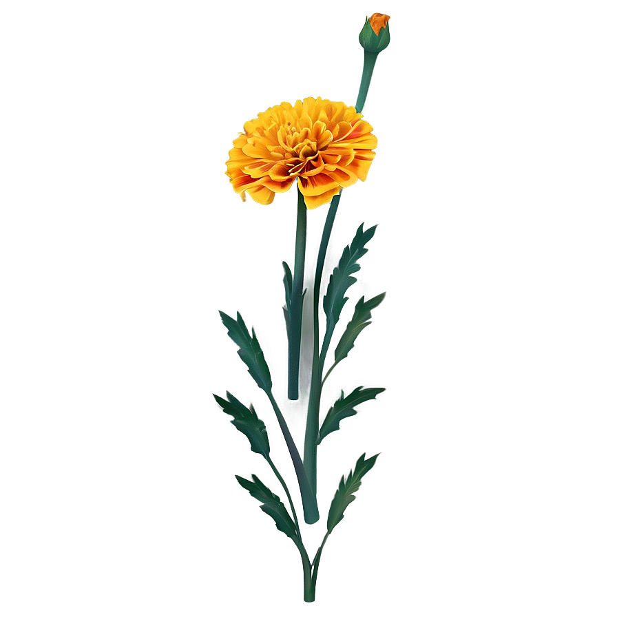 Marigold Floral Design Png 56 PNG