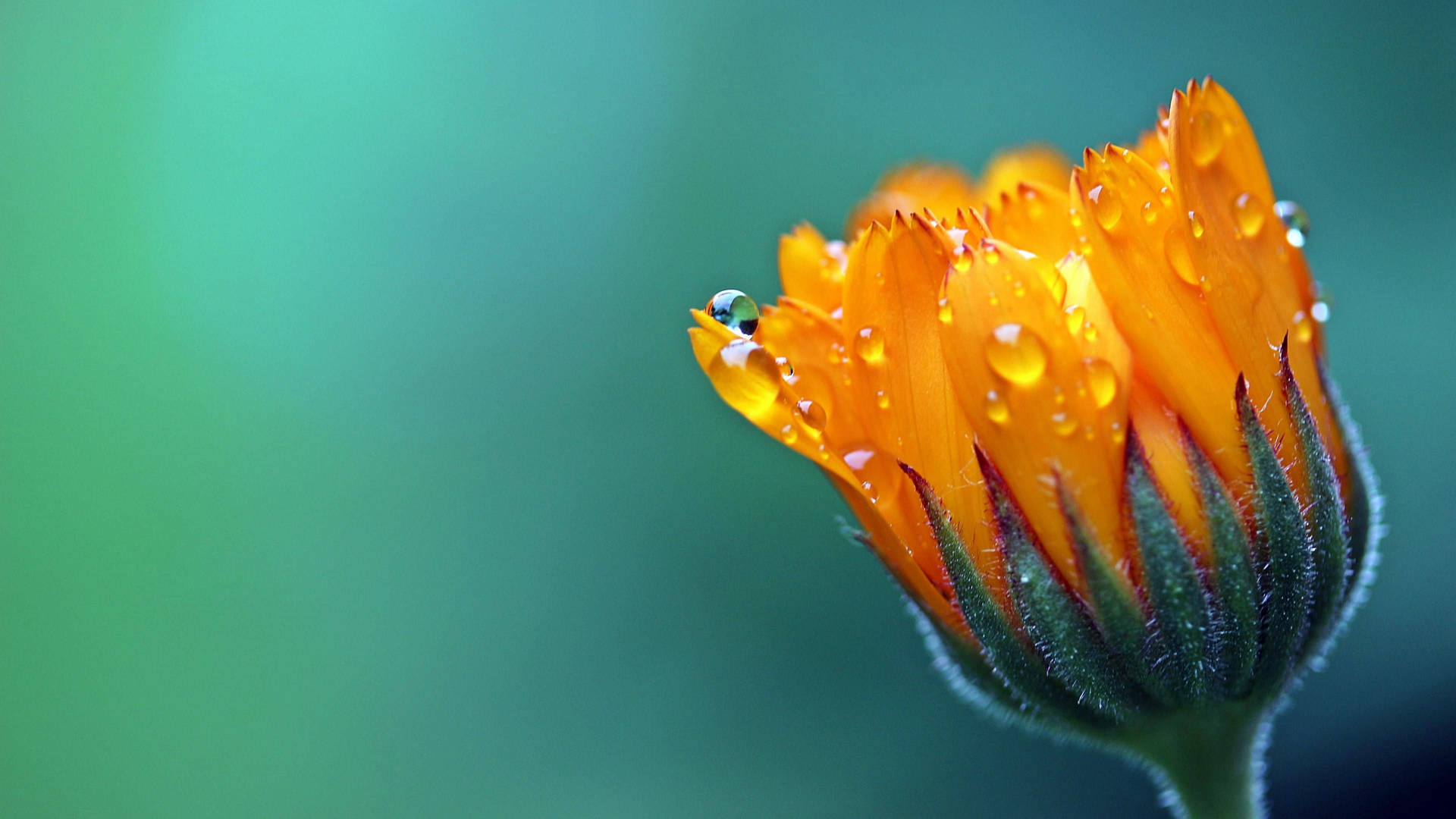 Marigold Flower Macro Photography