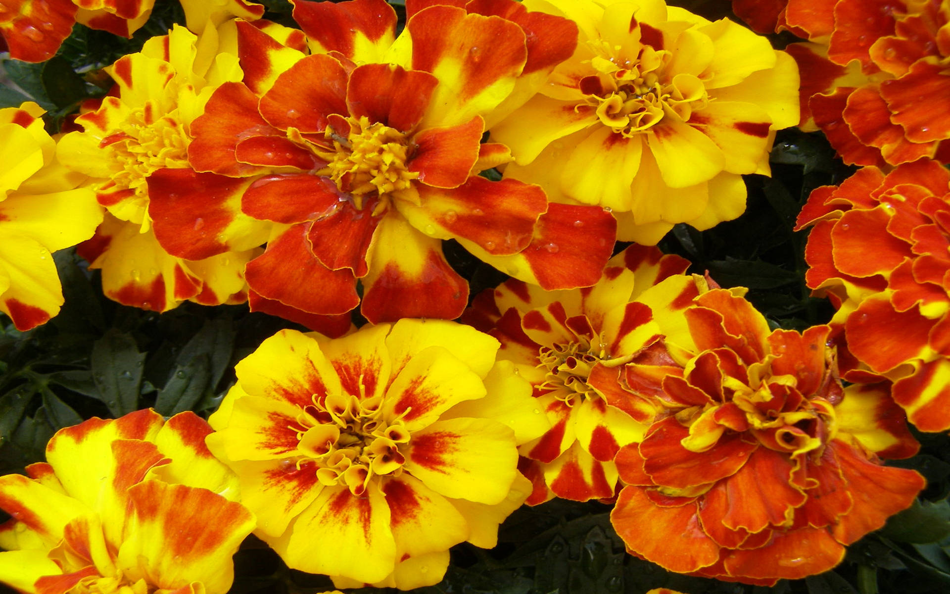 Marigold Blomster I Gruppe Effekter Wallpaper