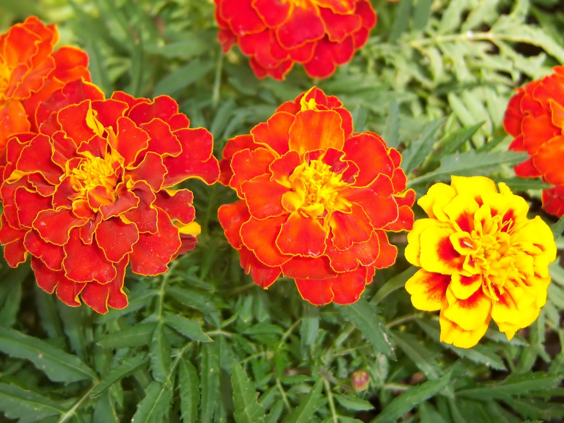 Download Marigold Flowers Red And Yellow Wallpaper 