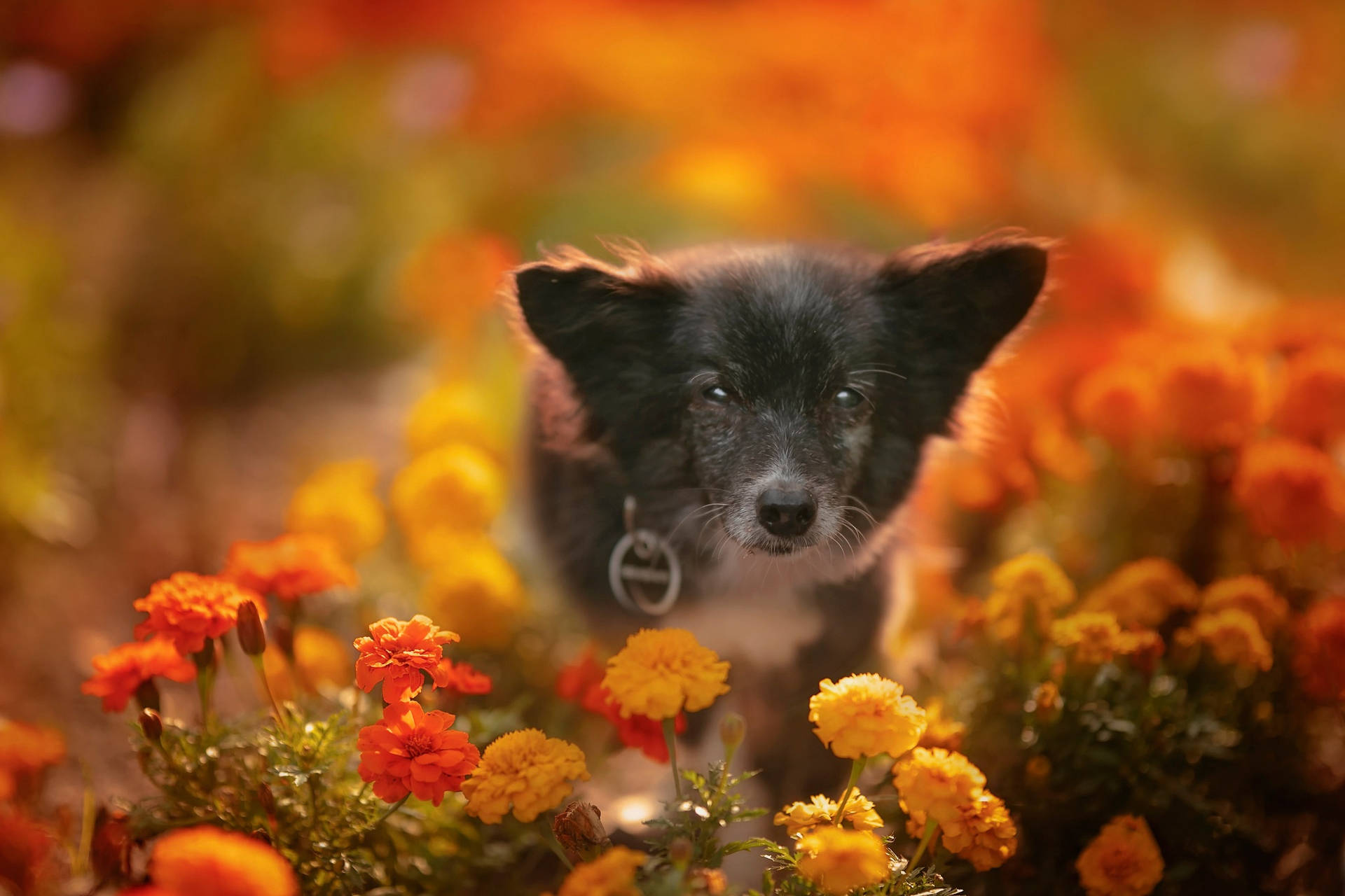 Marigold Flowers Small Dog Wallpaper