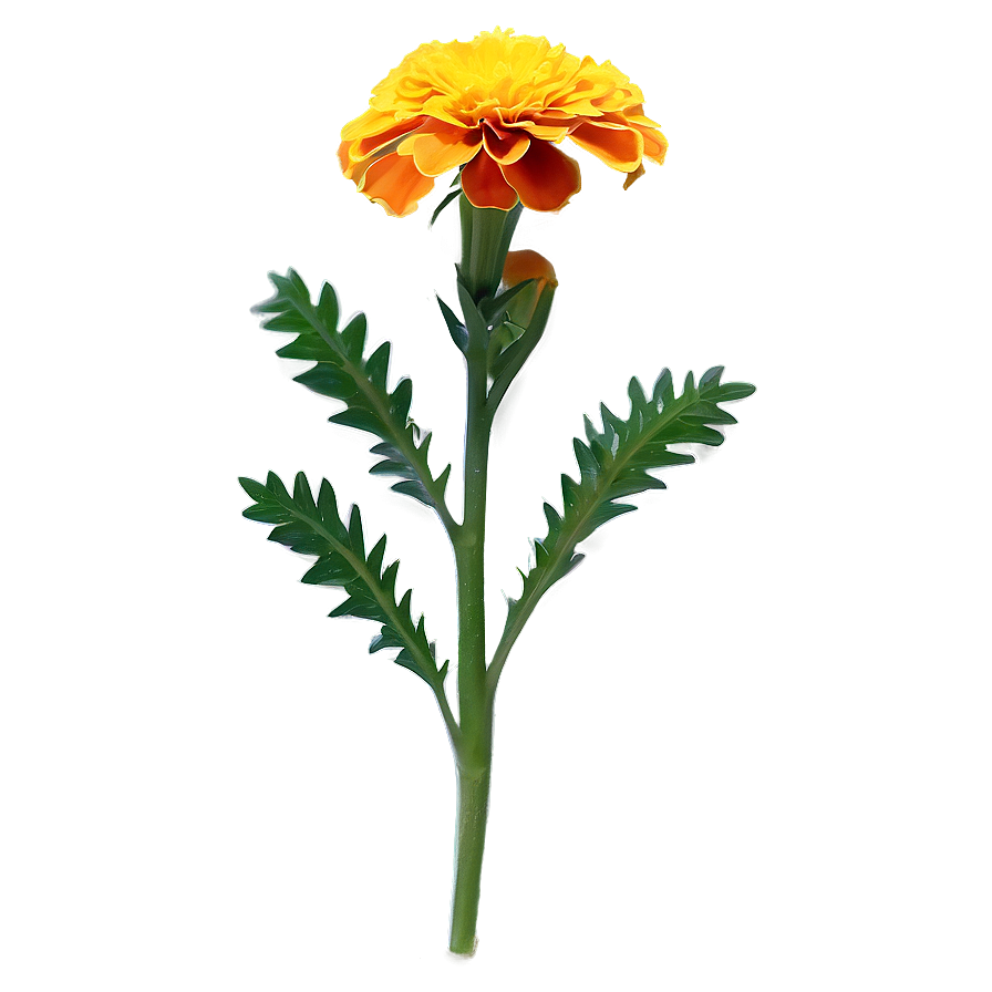 Marigold Medicinal Plant Png 16 PNG