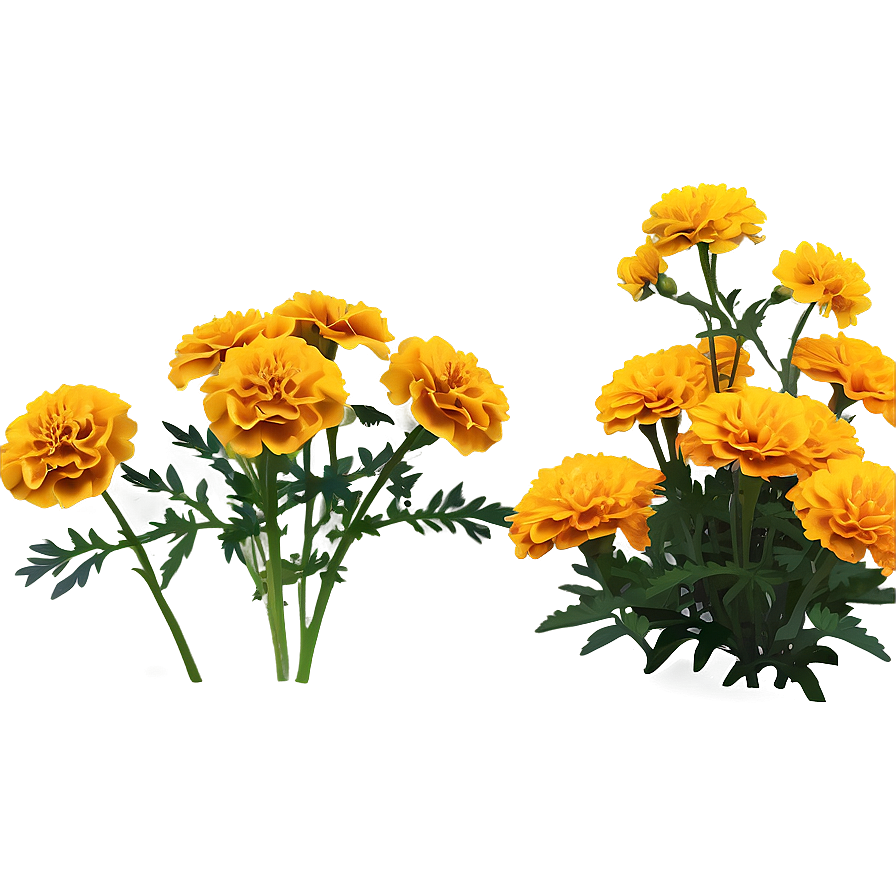 Marigold Plant Png 06112024 PNG