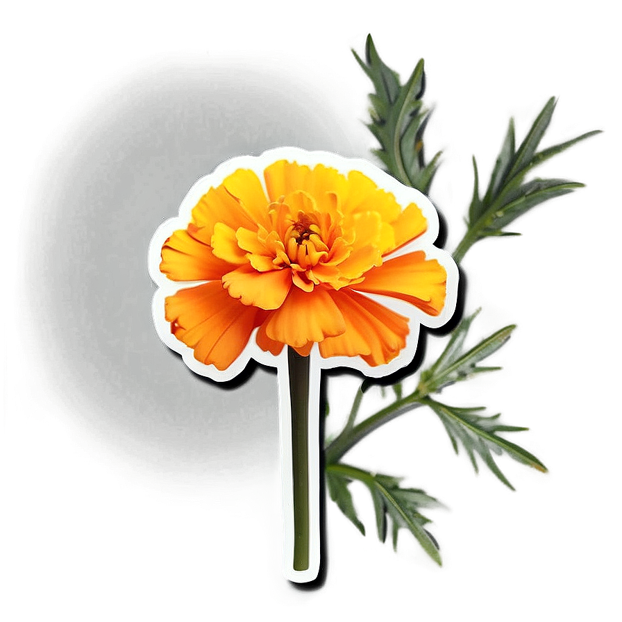 Marigold Sticker Illustration Png Kbe PNG