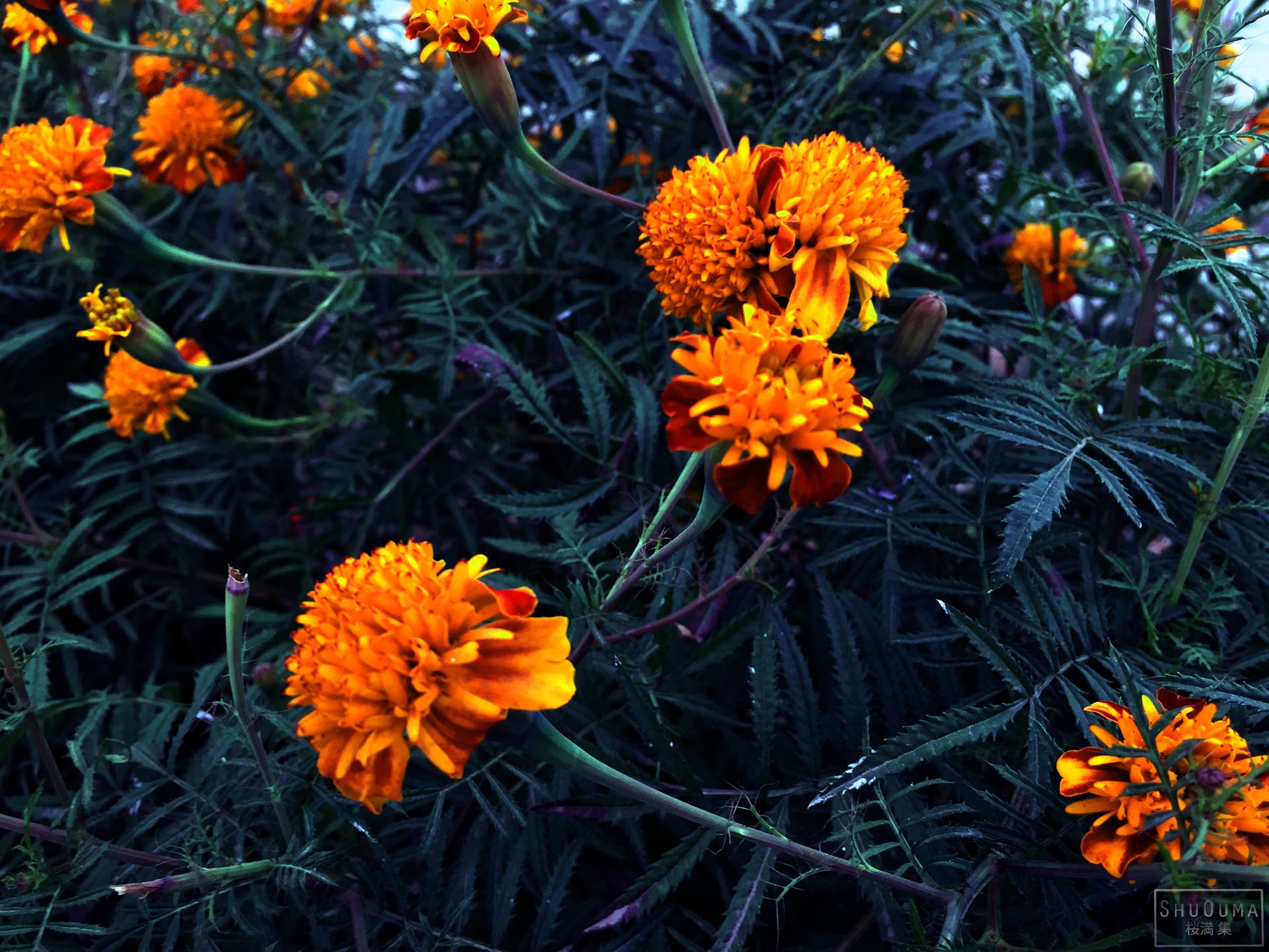 Marigold Wild Flowering Plant Wallpaper