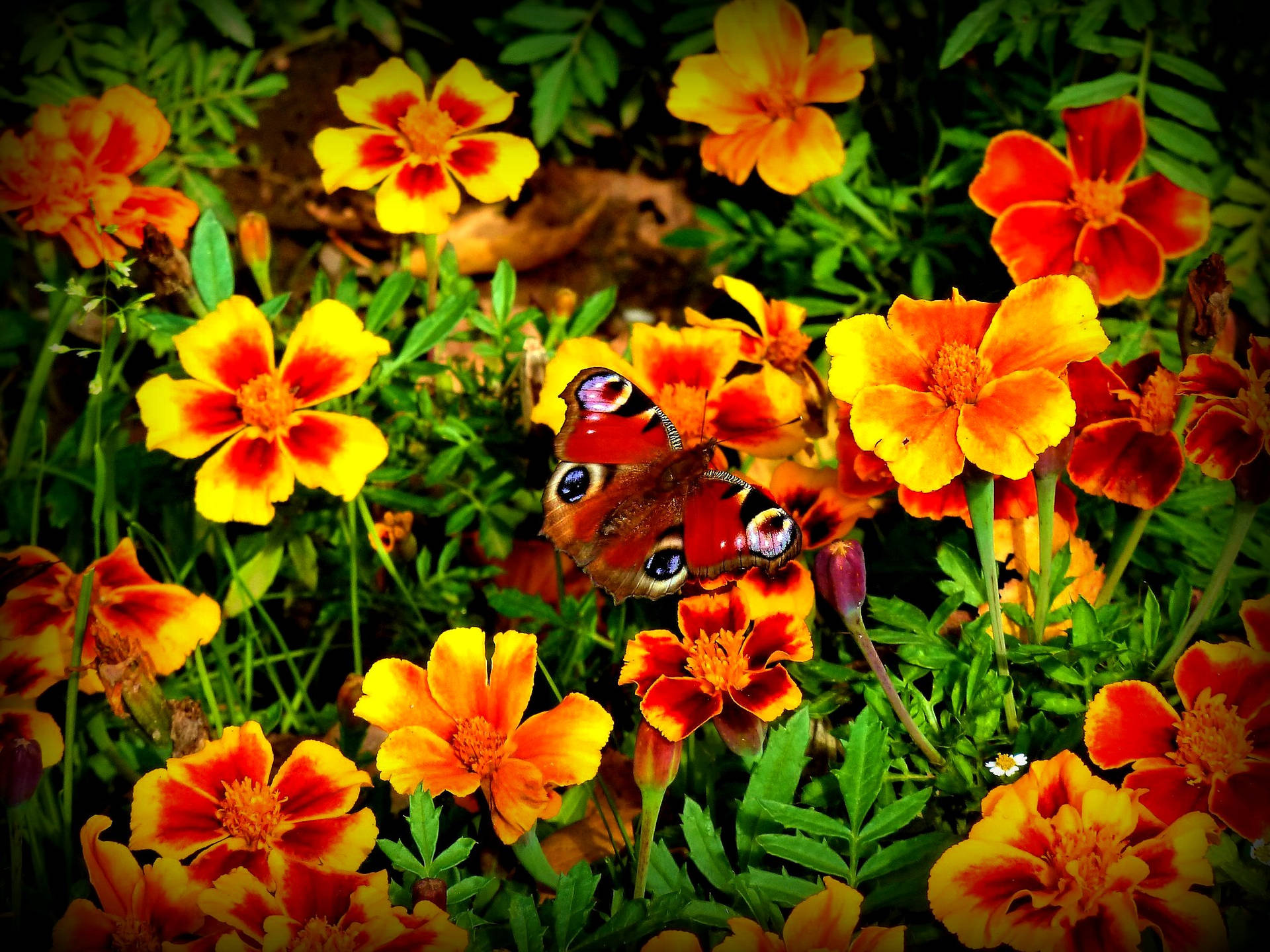Marigold With Red Butterfly Wallpaper