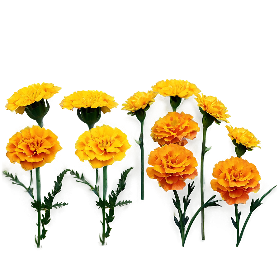 Marigolds A PNG