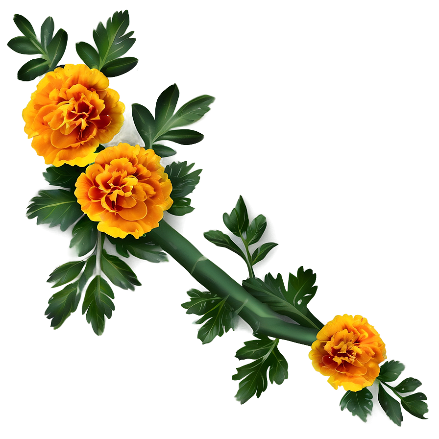 Marigolds Background Png 60 PNG