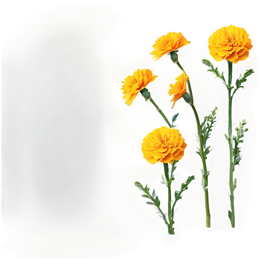 Marigolds Background Png Lxm PNG