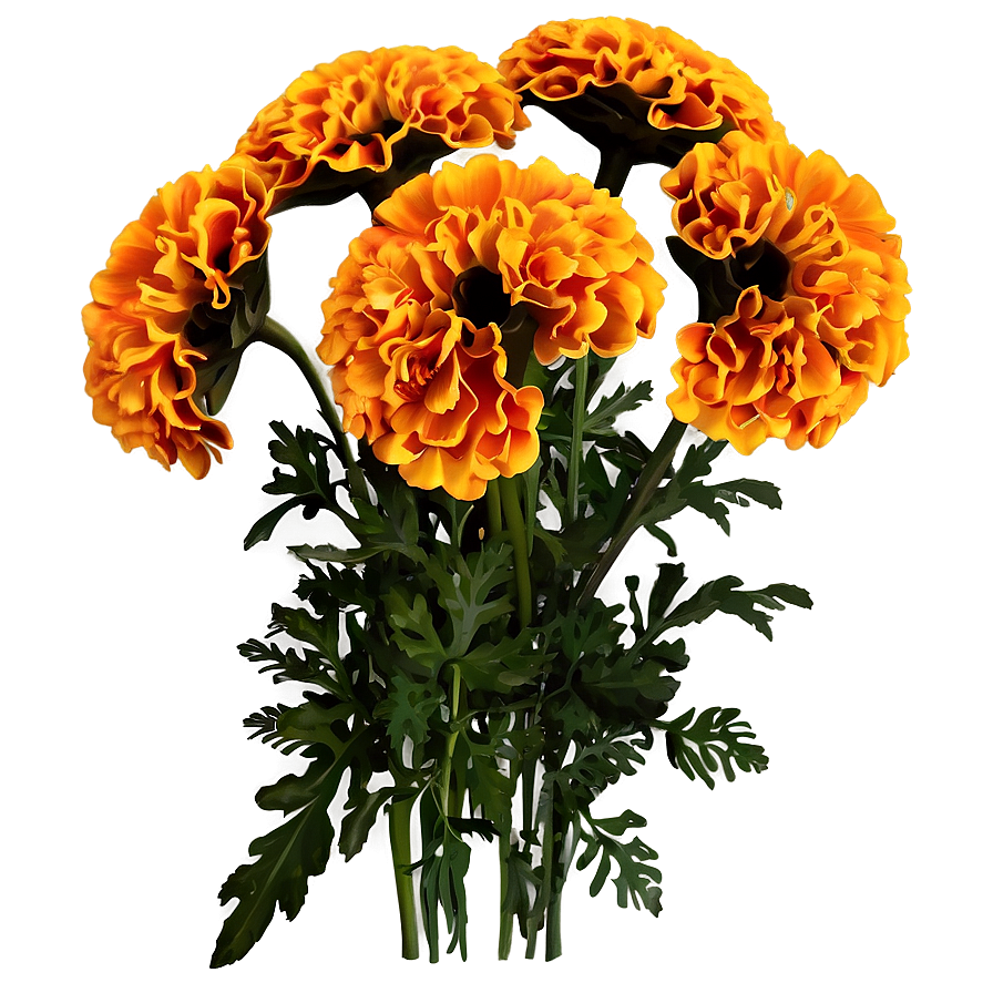 Marigolds Floral Arrangement Png 06132024 PNG