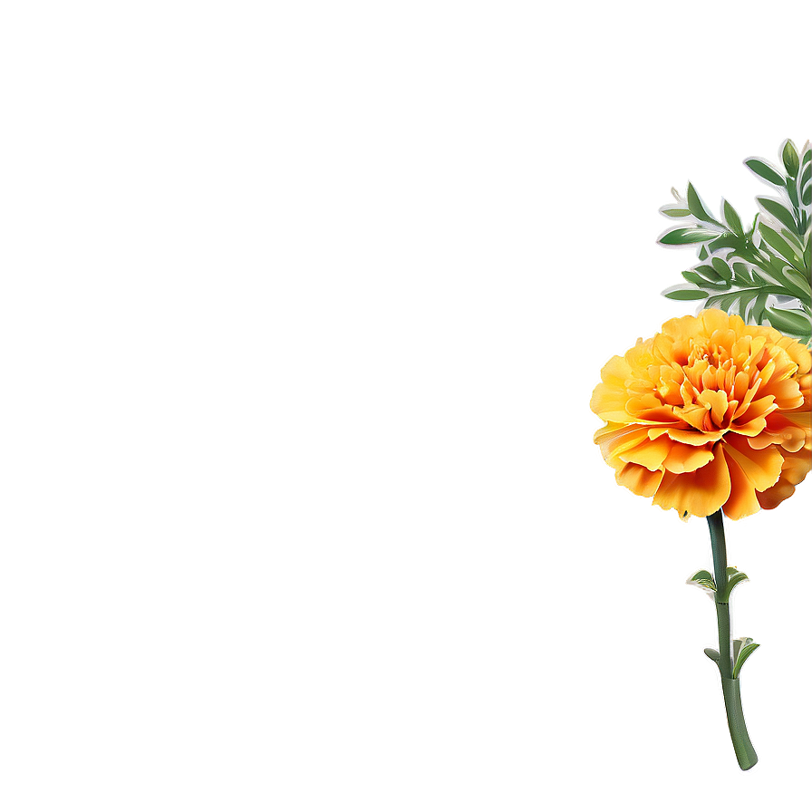 Marigolds Greeting Card Png Jau93 PNG