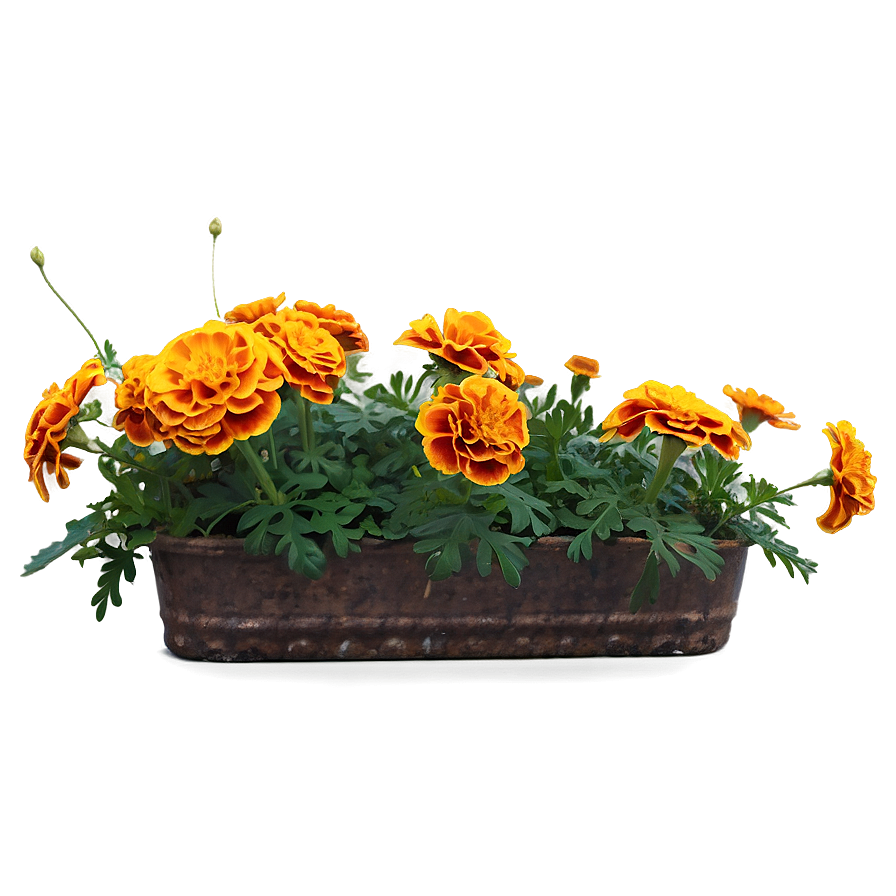 Marigolds In Bloom Png Awf PNG