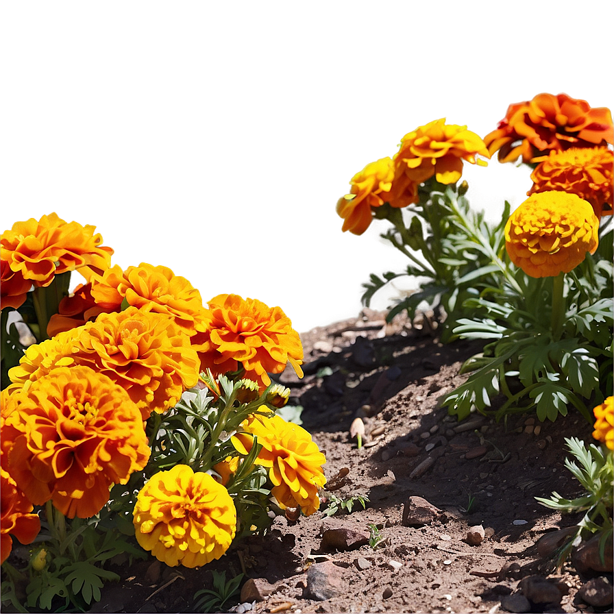 Marigolds In Landscape Png Tia6 PNG