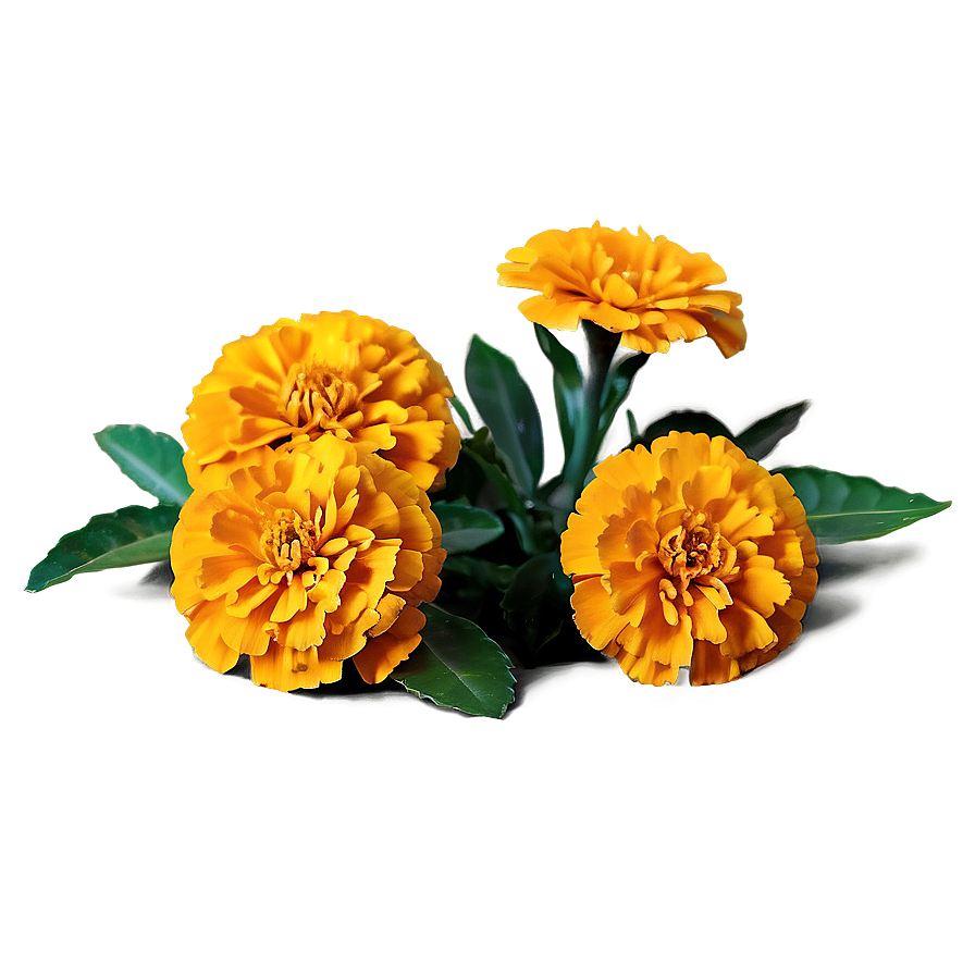 Marigolds In Nature Png Sgq PNG