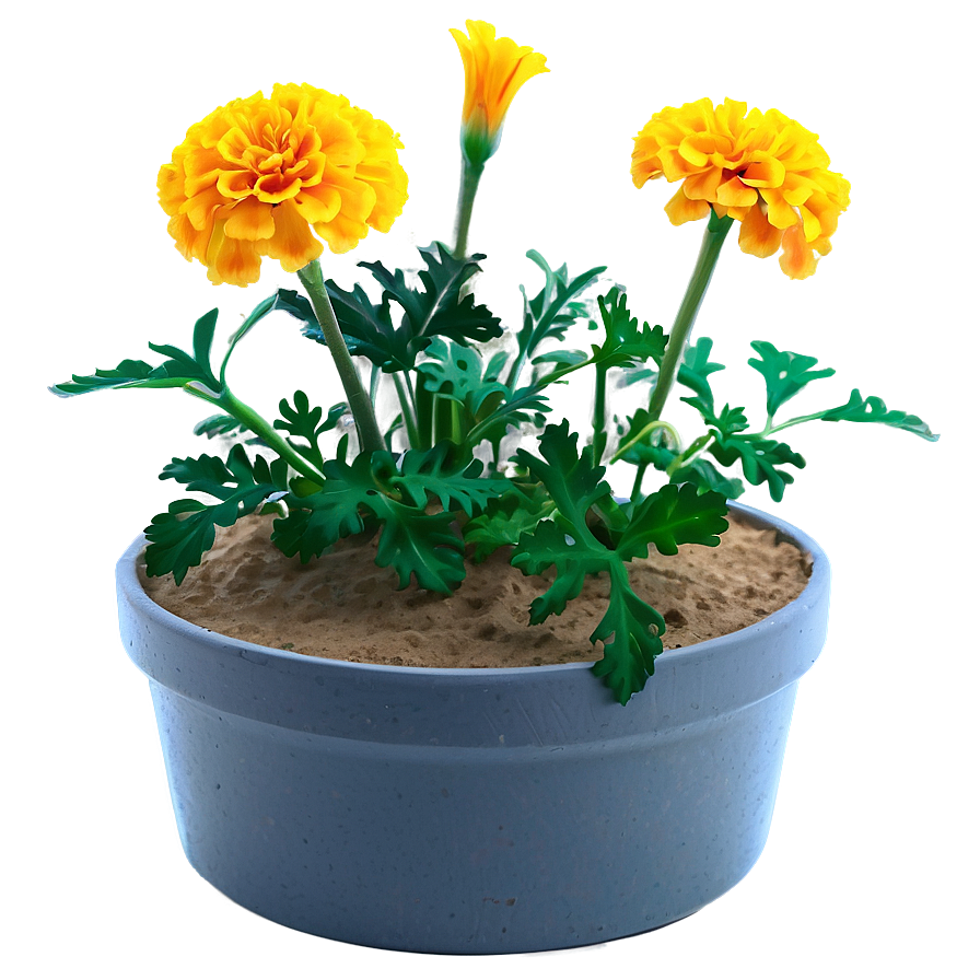 Marigolds In Pot Png Pmc39 PNG