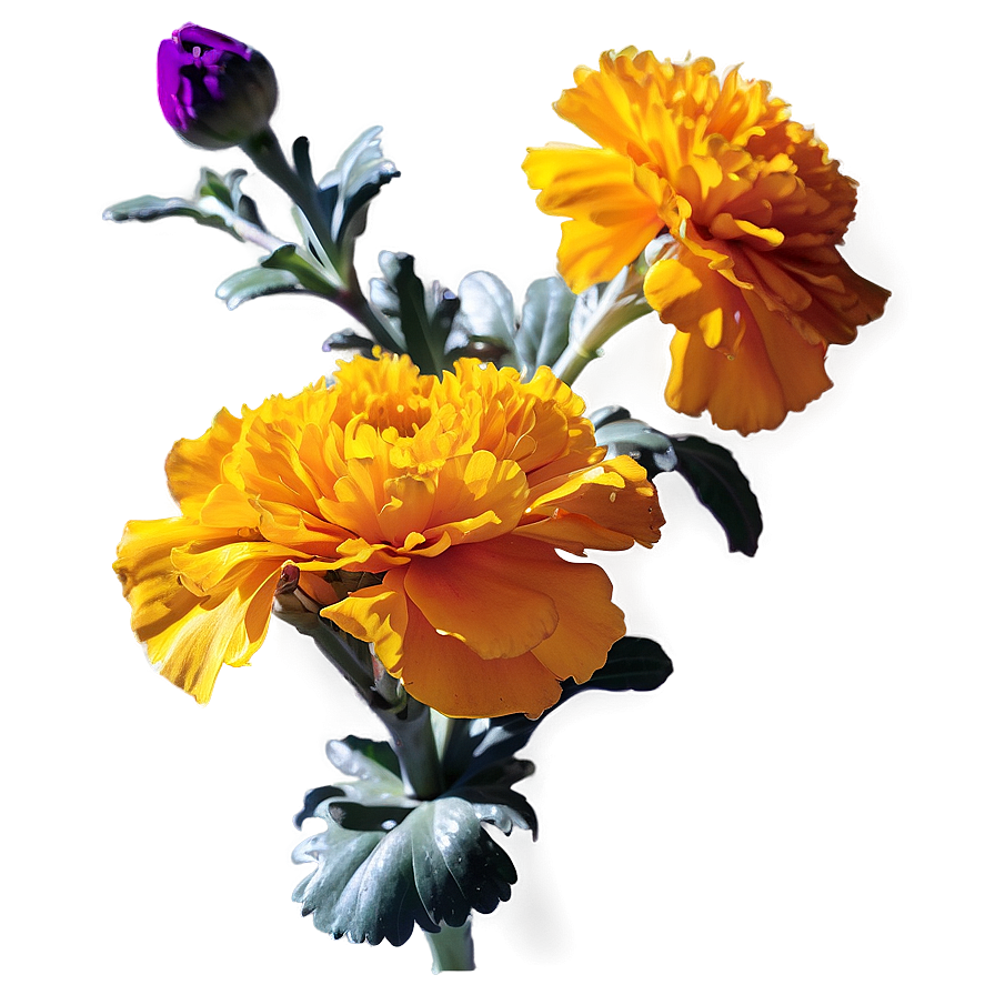 Marigolds In Sunshine Png Txd PNG