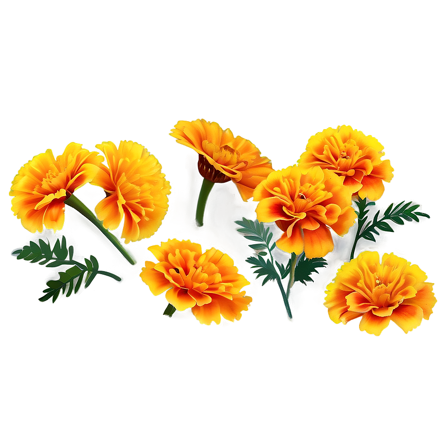 Marigolds On White Background Png Err68 PNG