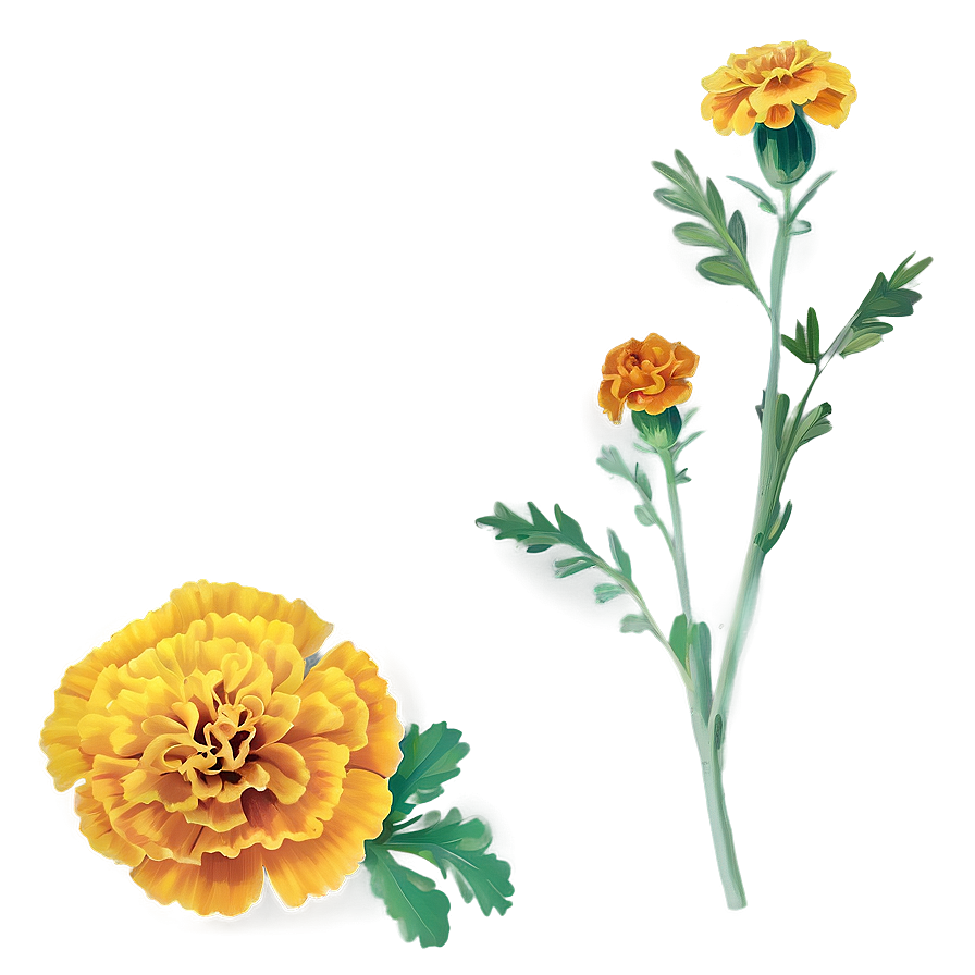 Marigolds On White Background Png Rtg59 PNG