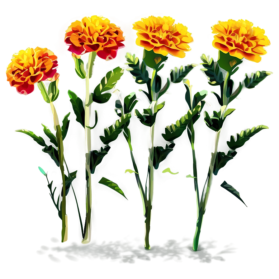 Marigolds Vector Art Png Qnr PNG