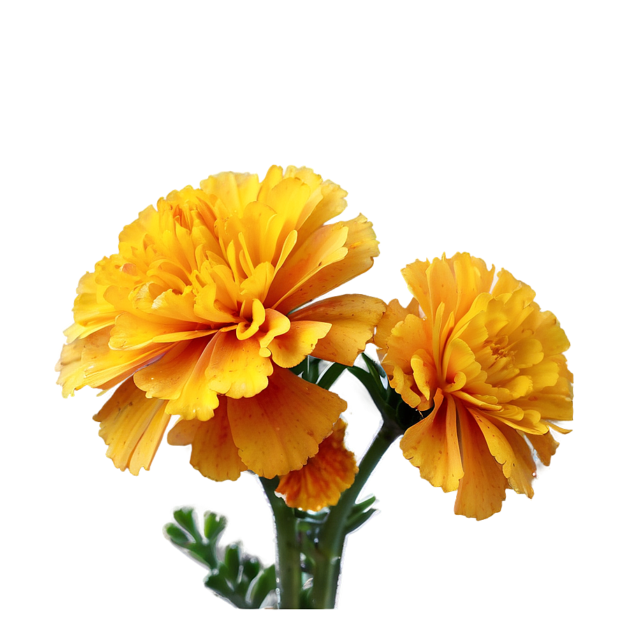 Marigolds With Morning Dew Png 99 PNG