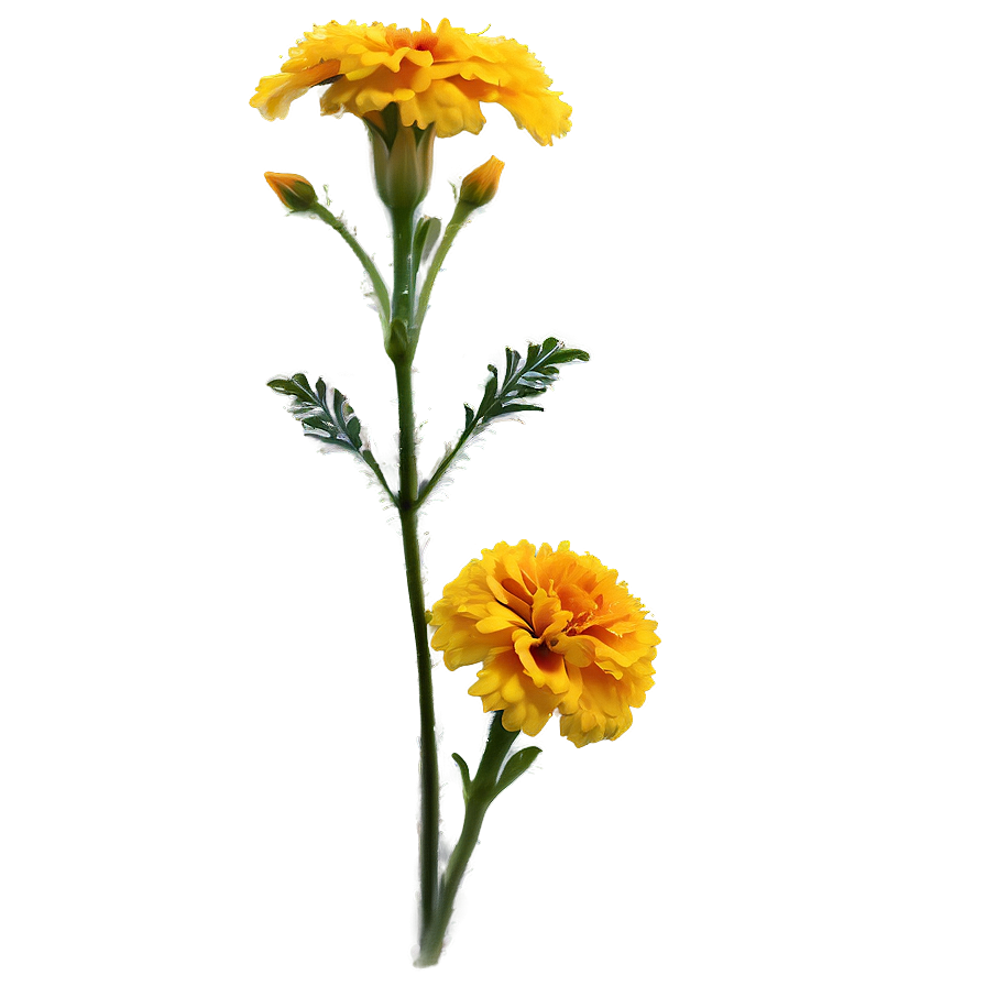 Marigolds With Morning Dew Png Hta PNG