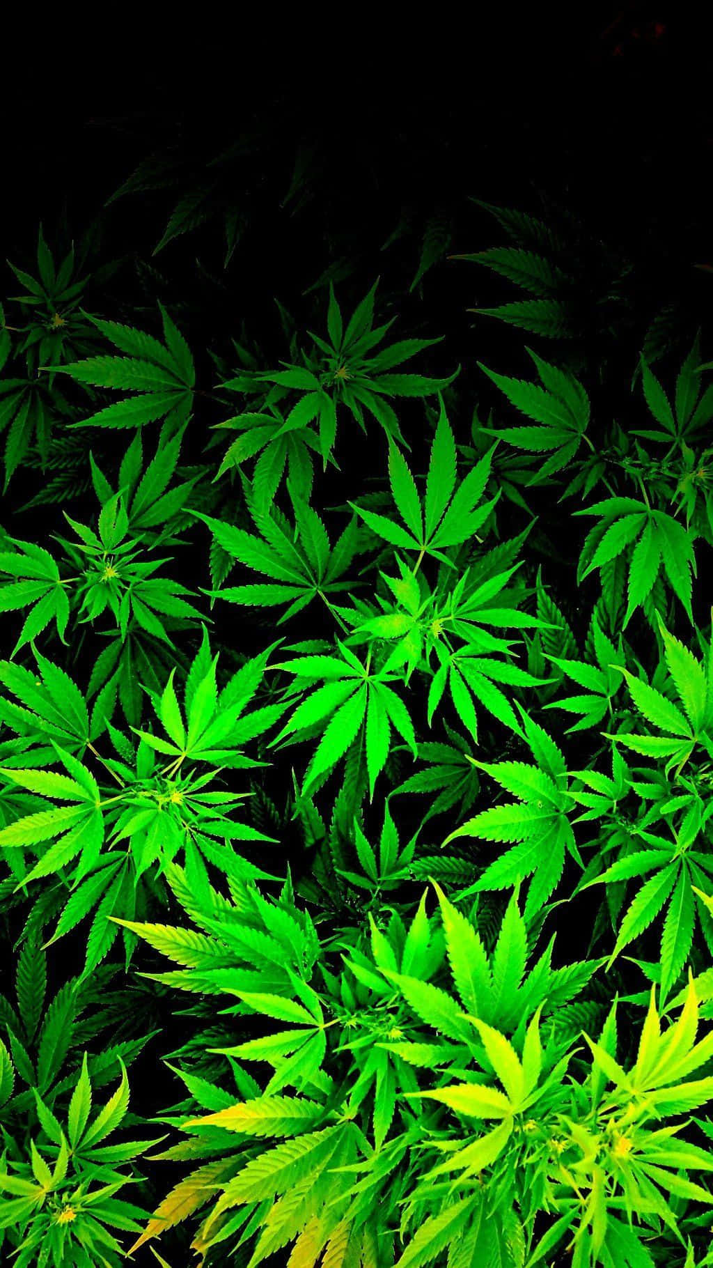 A Cannabis Sativa Plant on Grunge Background