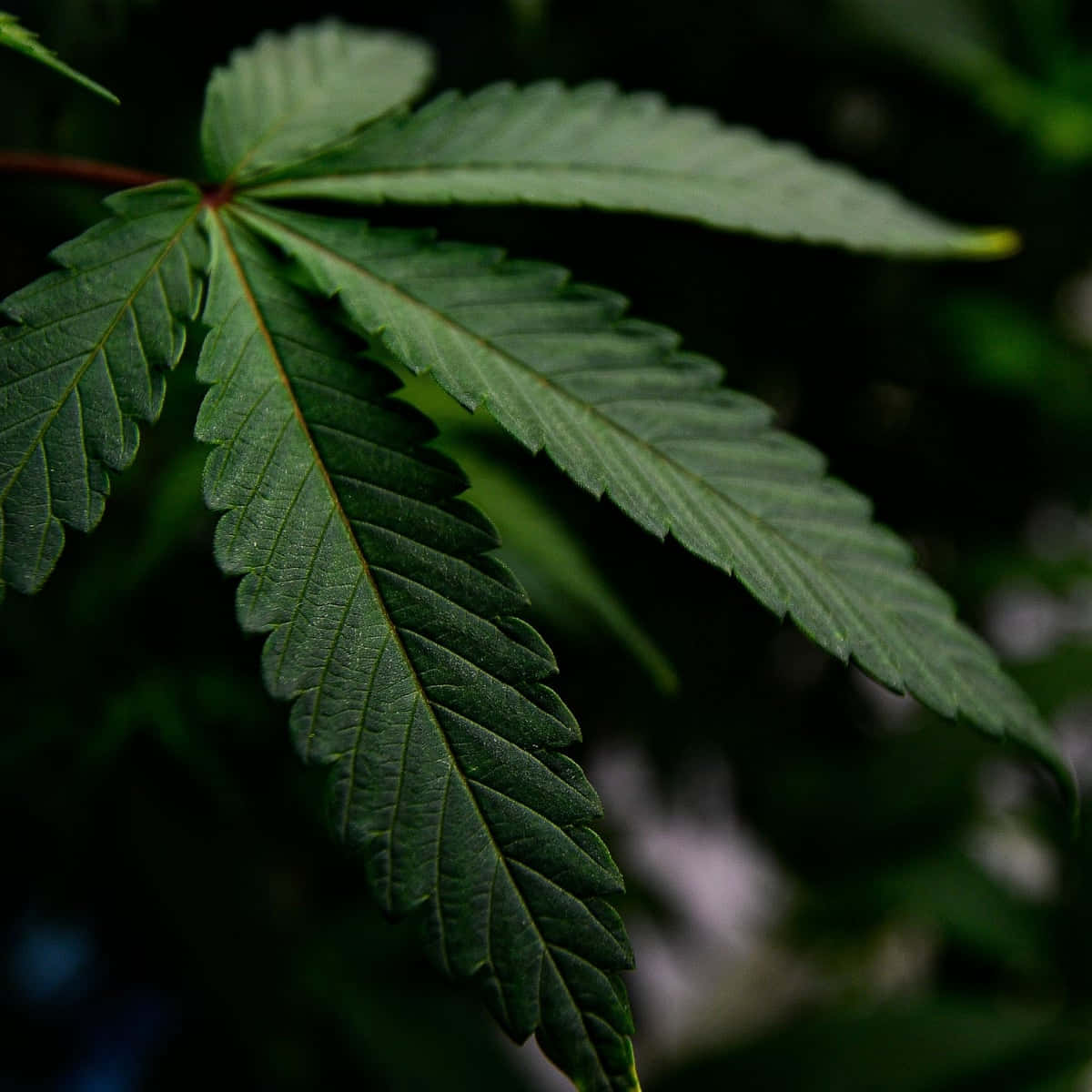 A close-up of vibrant marijuana plant buds on a dark background