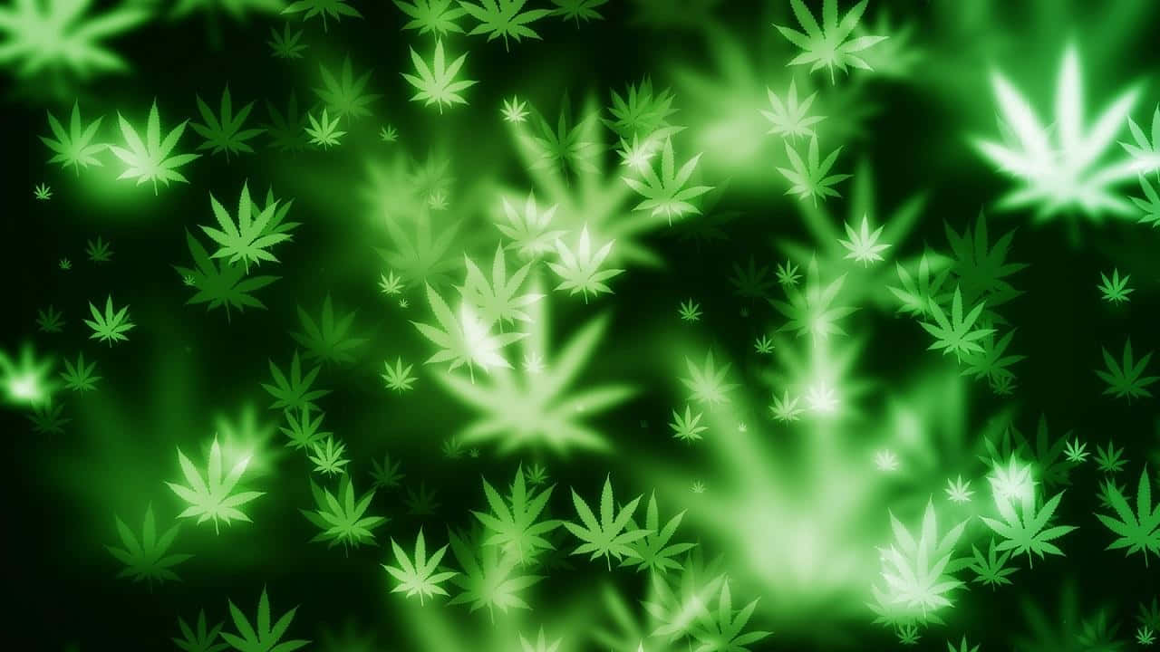 Marijuanahintergrund Mit Einer Auflösung Von 1280 X 720
