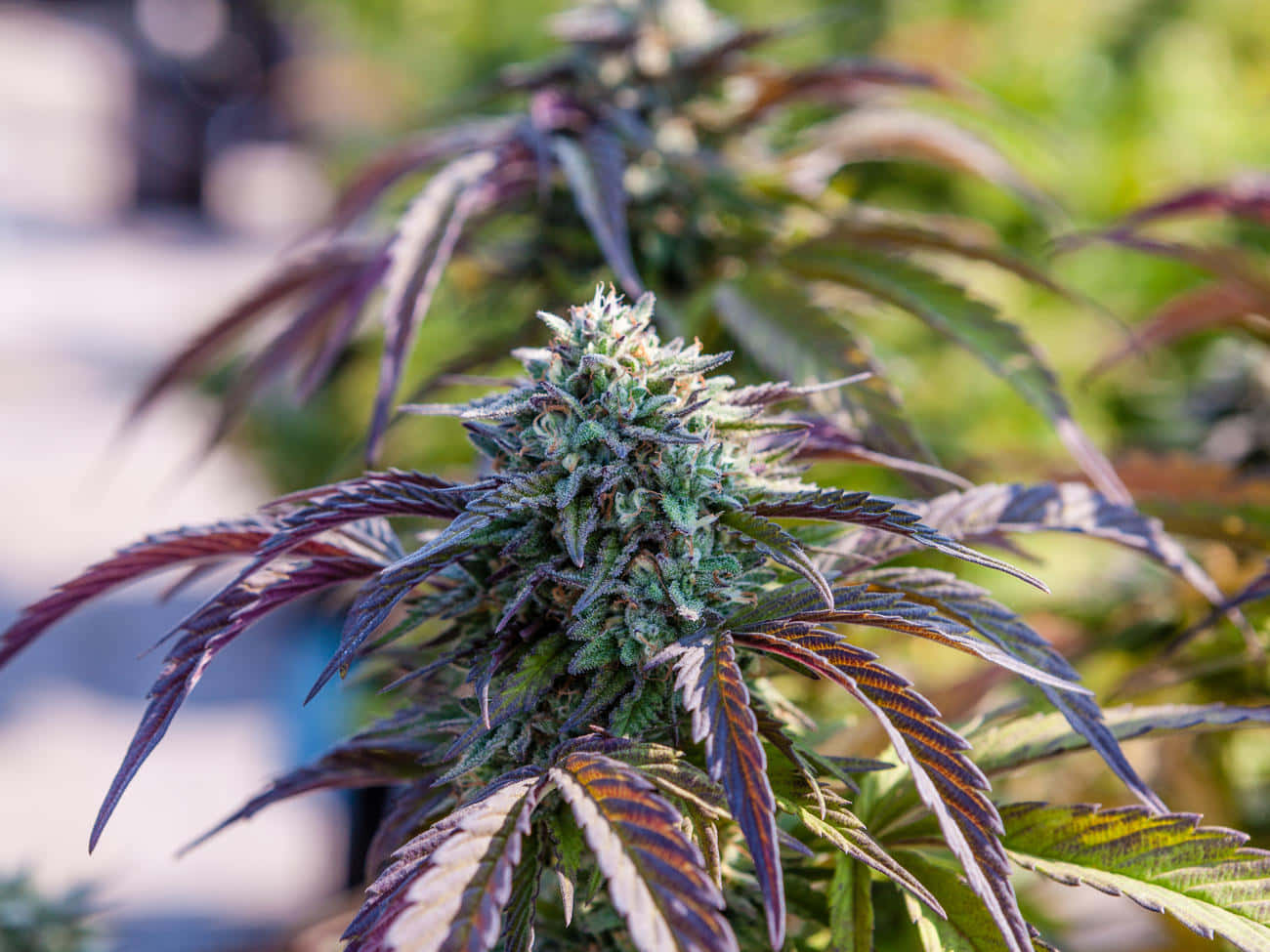 Captivating Marijuana Plant In Natural Environment