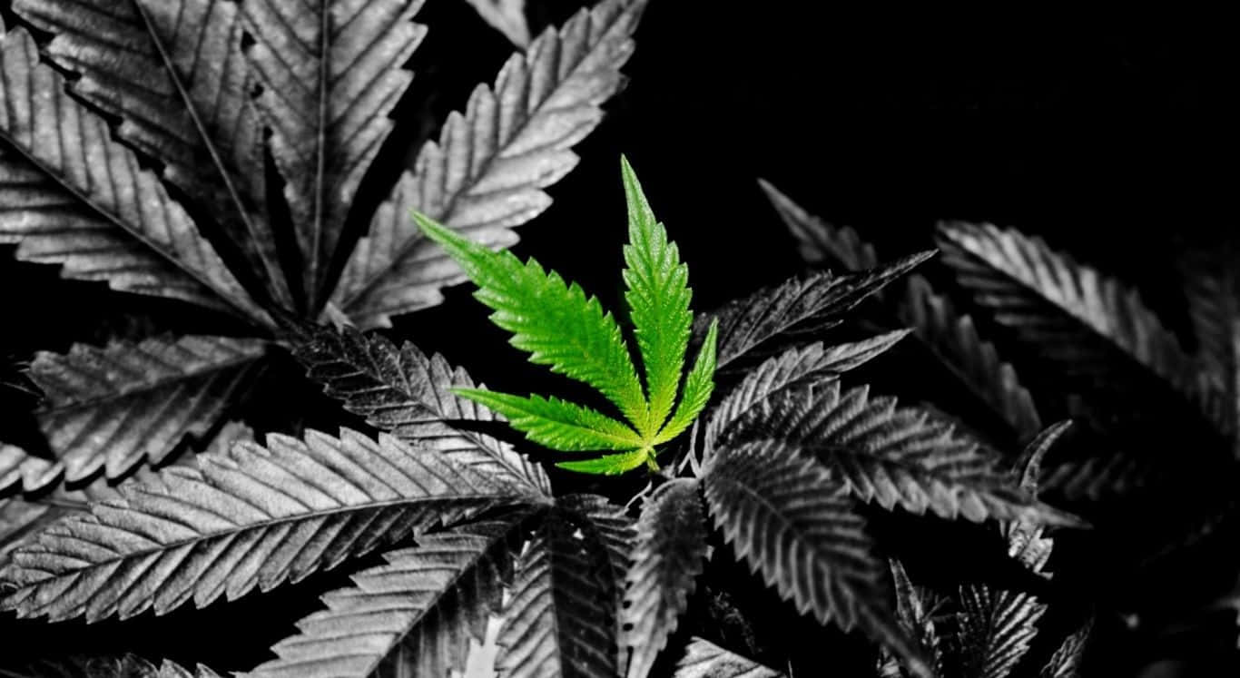 Marijuana1366 X 747 Hintergrundbild.