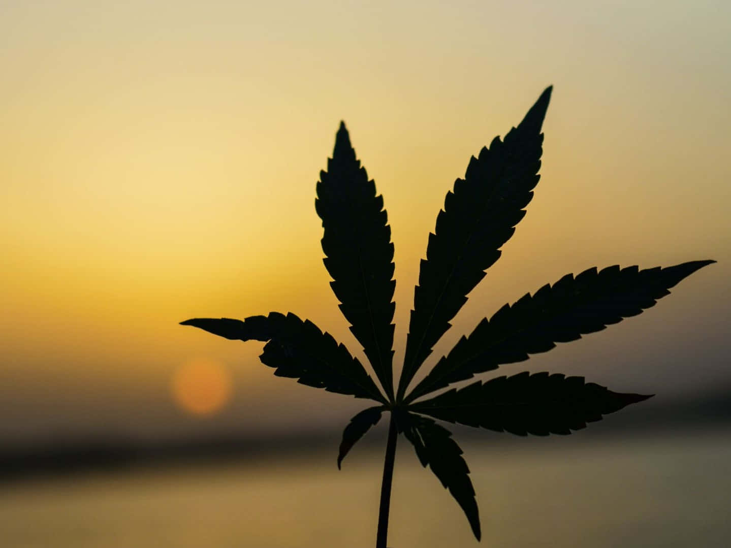 Close-up High-Quality Photo of Marijuana Bud