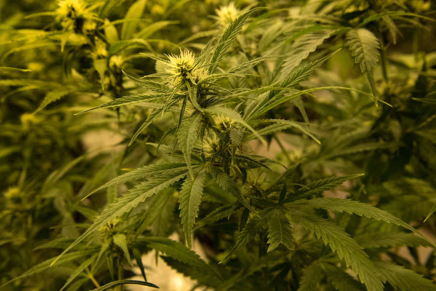 Aesthetic Marijuana Plant in Full Bloom