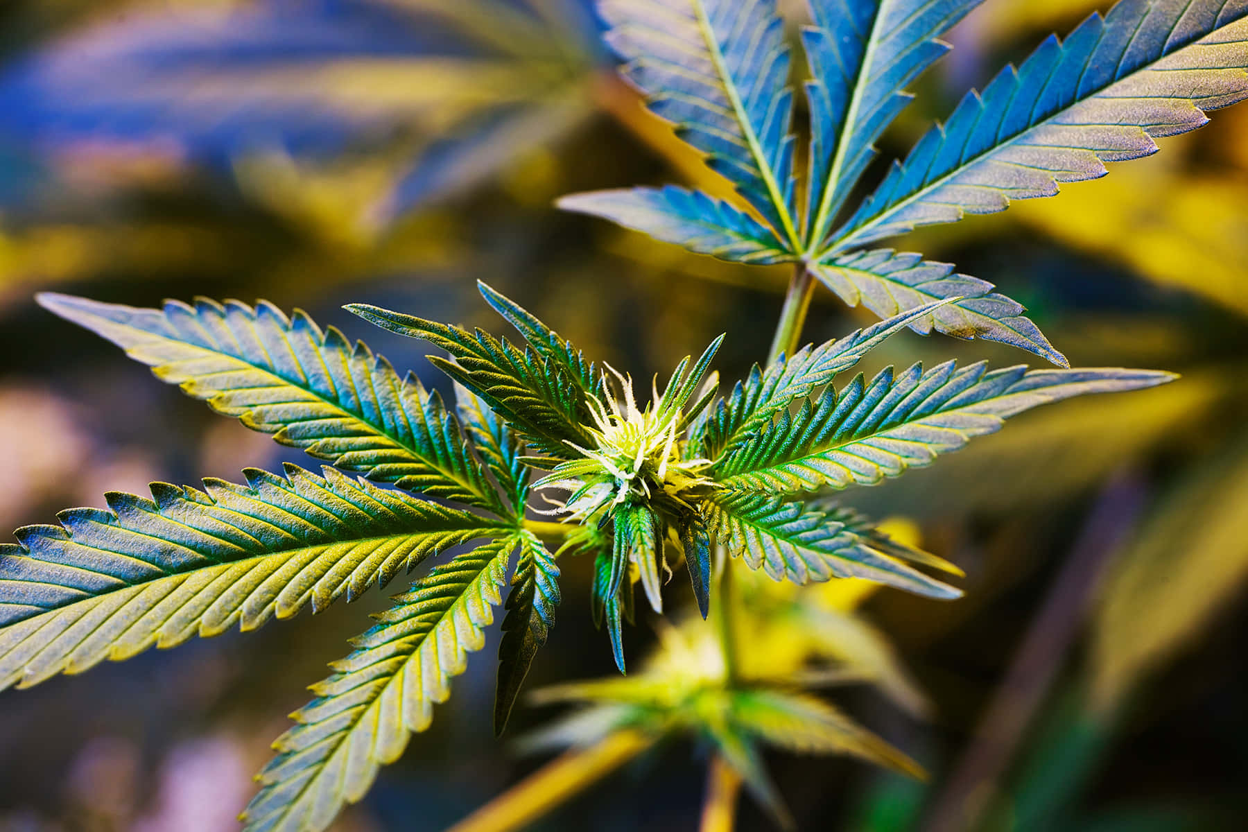Close-up view of vibrant green marijuana buds