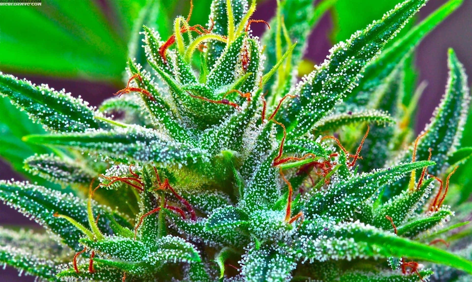 A vibrant close-up of a marijuana bud on a white background