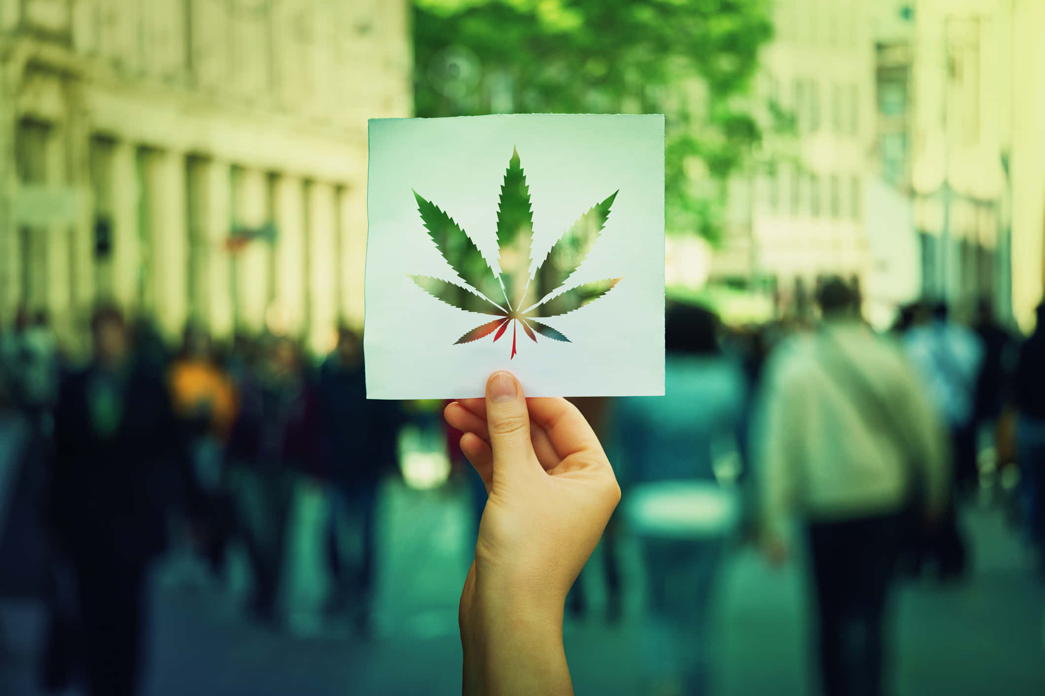 A close-up view of vibrant marijuana leaves