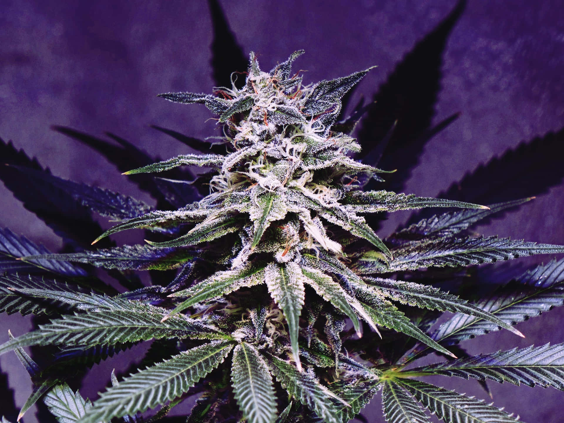 High-quality Marijuana Close-Up